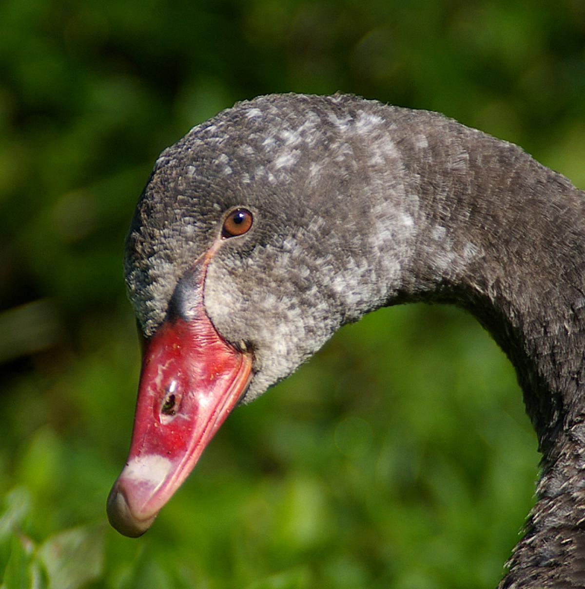Black Swan New Zealand Birds Online